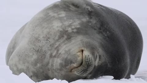 Sleeping Weddell Seal 🇦🇶 Cape Hallett