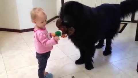 Giant dog and toddler play Tug-of-War