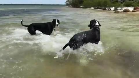Great Danes love to bounce and splash in the surf