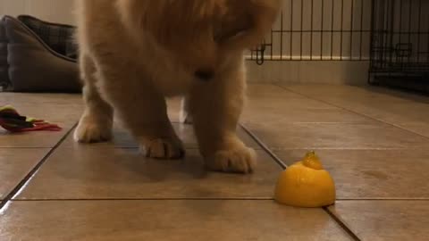 Puppy totally skeptical of harmless lemon