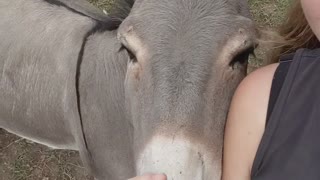 Adorable Donkey Loves Affection
