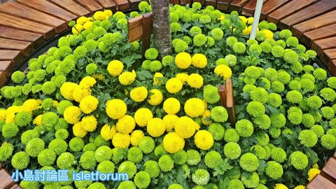 乒乓菊 Chrysanthemum Pom Pom