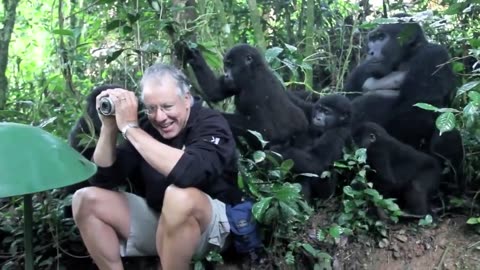Mountain Gorillas in Uganda first encounter with wildlife photographer