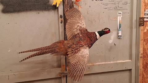 How to Mount a Ring-necked Pheasant A-Z(Flying)