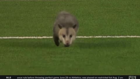⚡️Possum steals the show after invading pitch during Texas football game left pissed and heart broken