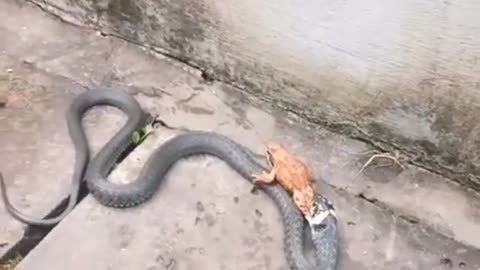 Snake fighting frog