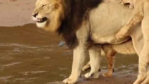 Watch as Huge Male Lion Teaches His Cubs a Lesson.