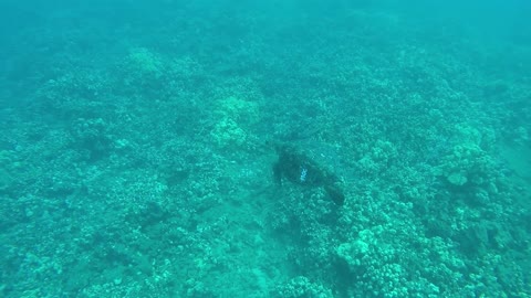 Maui turtle release