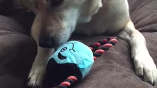 Mama dog steals puppy's toy, refuses to share