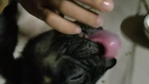 Puppy taking medicine like a baby drinking syrup