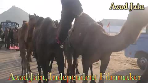 Camel Herd Video Walking on Roadndia -- ऊंटों का झुंड -- unt ki video - Camels Video_Cut