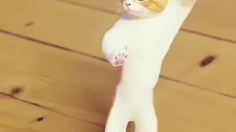 Dance cat funny video