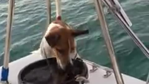 Jack Russell intrigued by Lobster