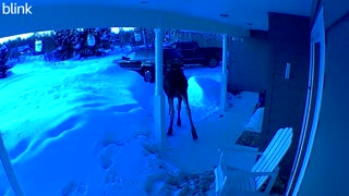 Moose Pays House a Visit in Alaska