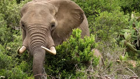 Emy African Elephant In National Park , South Africa