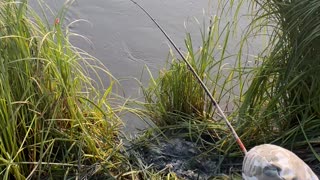Tiny Fisherman Reels in Huge Fish