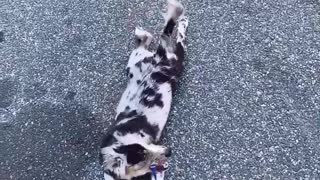 Aussies puppy decides to crawl instead of walk