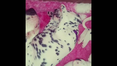 Dalmatian puppies Feeding time