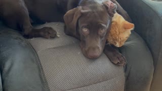 Stanley Gives Reluctant Cat a Tongue Bath