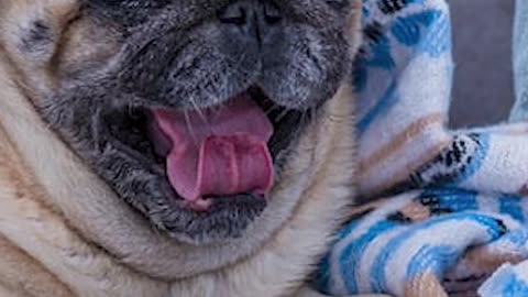 PUG DORME MUITO?