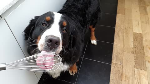 Bernese Mountain Dogs helps with the dishes
