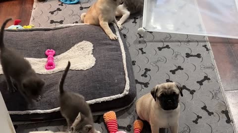 Pug Puppies And Kittens Play Together