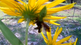 Perfectly camouflaged spider grabs bee