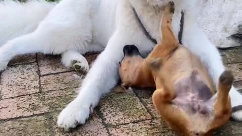 This big Samoyed jam has silly dogs