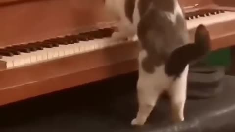Cat Playing piano ADORABLE