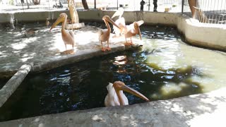 Boy Invites Pink Pelican To Eat Fish