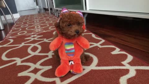 Teddy bear or puppy?