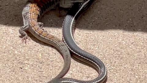 Backyard Duel Between Snake and Lizard