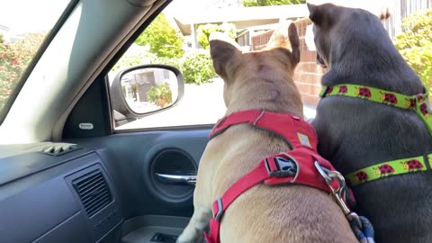 Turbeau and Ladybug Riding with Daddy