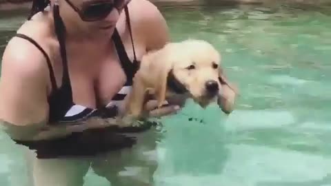 Puppy learning to swim