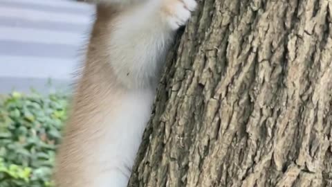 cat climb in big tree and smiling