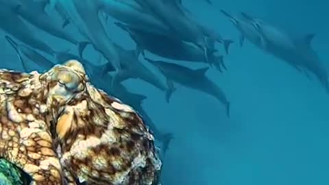 Dolphins Meet Octopus