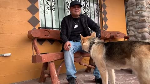 Just Visiting - Runaway Dog Drops By Police Station