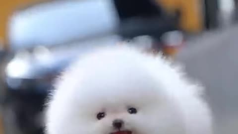 Mini teacup walking video | cute baby Pomeranian| poppies video shoot