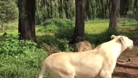 Lion # lions # lionking # sher meet beef predator # hunting #hunt