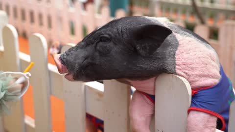 Happy pig