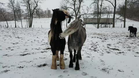 Funny Friesdale horses steal Mom's gloves