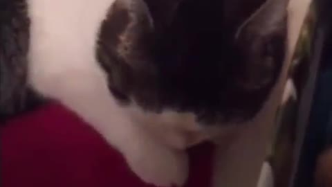 Cat Who Wouldn't Move in Shelter Loves to Hug Her Moms Now - GRACIE | The Dodo