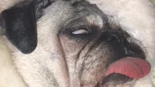 Snoring pug sleeps with eyes open and tongue out