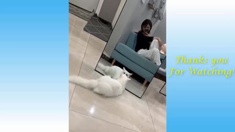 Cat confused about the mirror