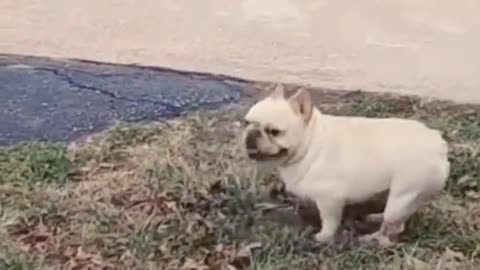 Funny dogs viral_short Videos 😝🤗
