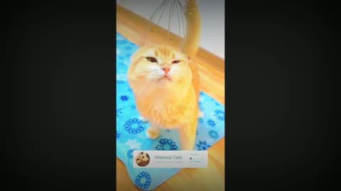 OMG Cute Cat Videos - The best collection of funny cat videos