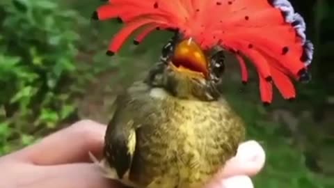 Head Turning of the Beautiful Royal Flycatcher #shorts #viral #shortsvideo #video