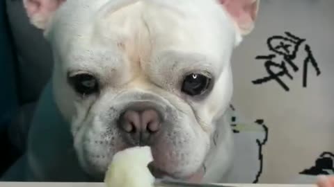 ASMR Mukbang Dog Eating Egg Yolk