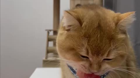 Amazing food video of a cute pushy cat.To keep a kitten healthy.