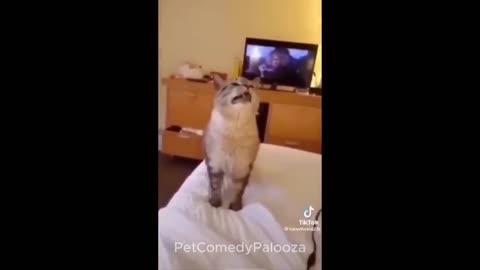 😂Funniest Cats & Dogs Videos 🐶😹 || 🤣🤣 Try Not To Laugh!